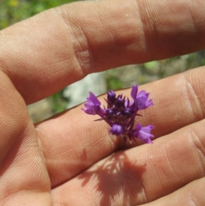 Linaria pelisseriana at Amaroo, ACT - 15 Oct 2018 02:39 PM