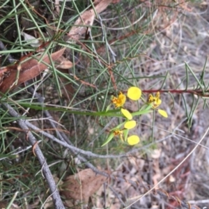 Diuris nigromontana at Acton, ACT - suppressed