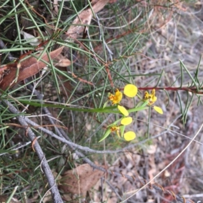 Diuris nigromontana (Black Mountain Leopard Orchid) at Acton, ACT - 11 Oct 2018 by simonstratford