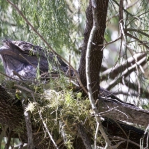 Podargus strigoides at Congo, NSW - 1 Oct 2018