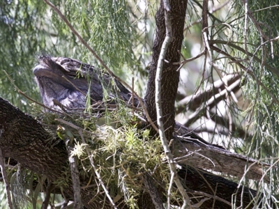 Podargus strigoides (Tawny Frogmouth) at Congo, NSW - 1 Oct 2018 by jb2602