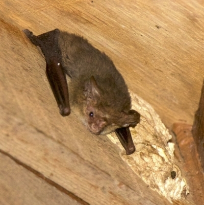 Nyctophilus geoffroyi (Lesser Long-eared Bat) at Rosedale, NSW - 1 Oct 2018 by jb2602