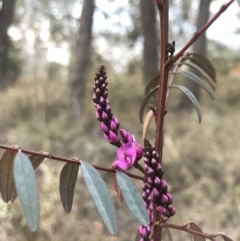 Indigofera australis subsp. australis (Australian Indigo) at Cook, ACT - 11 Oct 2018 by JasonC