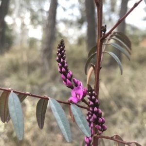 Indigofera australis subsp. australis at Cook, ACT - 11 Oct 2018 06:45 PM