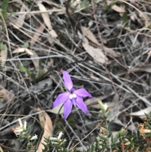 Glossodia major at Cook, ACT - 11 Oct 2018