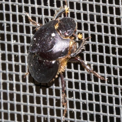 Onthophagus declivis (Declivis dung beetle) at Undefined - 2 Oct 2018 by jb2602