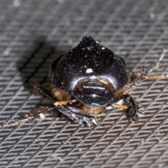 Onthophagus declivis at undefined - 2 Oct 2018 10:30 PM