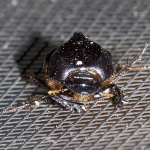Onthophagus declivis at undefined - 2 Oct 2018