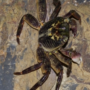 Leptograpsus variegatus at undefined - 2 Oct 2018