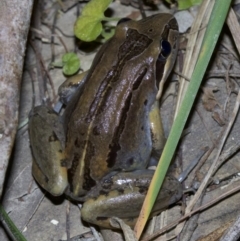 Limnodynastes peronii (Brown-striped Frog) at Undefined - 2 Oct 2018 by jbromilow50