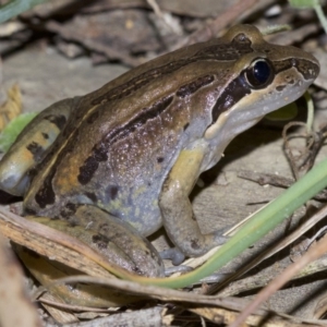 Limnodynastes peronii at undefined - 2 Oct 2018