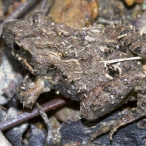 Crinia parinsignifera at Majura, ACT - 2 Sep 2018