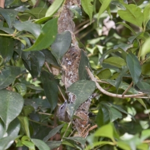 Gerygone mouki at Rosedale, NSW - 2 Oct 2018 04:19 PM