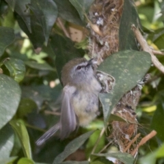 Gerygone mouki at Rosedale, NSW - 2 Oct 2018 04:19 PM