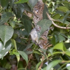 Gerygone mouki at Rosedale, NSW - 2 Oct 2018 04:19 PM