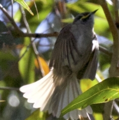 Caligavis chrysops (Yellow-faced Honeyeater) at Undefined - 2 Oct 2018 by jb2602