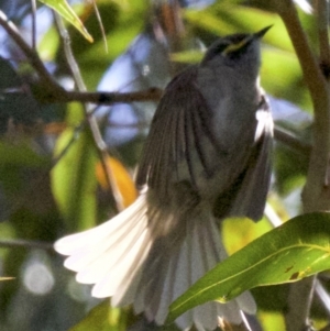 Caligavis chrysops at undefined - 2 Oct 2018 12:08 PM