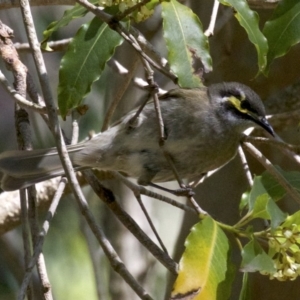 Caligavis chrysops at undefined - 2 Oct 2018 12:08 PM