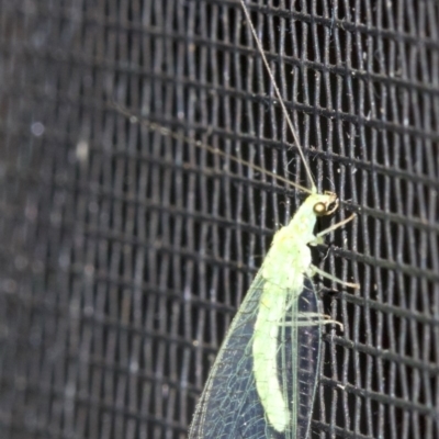 Mallada signatus (Green Lacewing) at Rosedale, NSW - 2 Oct 2018 by jbromilow50