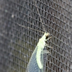 Mallada signatus at Rosedale, NSW - 2 Oct 2018 08:49 PM