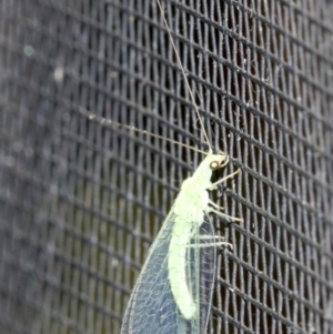 Mallada signatus at Rosedale, NSW - 2 Oct 2018