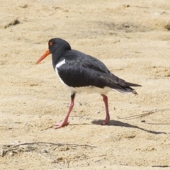 Haematopus longirostris (Australian Pied Oystercatcher) at Eurobodalla National Park - 1 Oct 2018 by jb2602