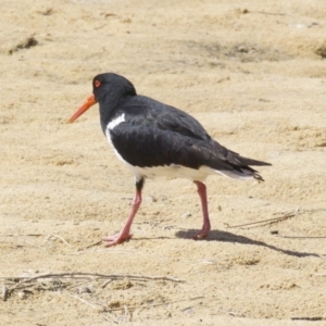 Haematopus longirostris at Congo, NSW - suppressed