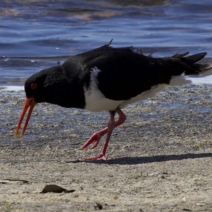 Haematopus longirostris at Congo, NSW - suppressed