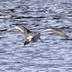 Haematopus longirostris at Congo, NSW - suppressed