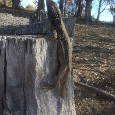Pogona barbata (Eastern Bearded Dragon) at Red Hill Nature Reserve - 8 Oct 2018 by KL