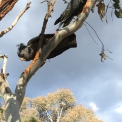 Callocephalon fimbriatum (Gang-gang Cockatoo) at GG99 - 23 Sep 2018 by KL