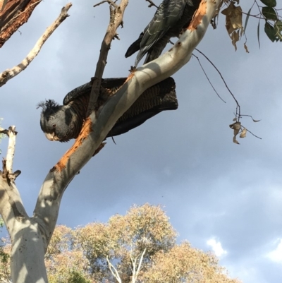 Callocephalon fimbriatum (Gang-gang Cockatoo) at GG99 - 23 Sep 2018 by KL