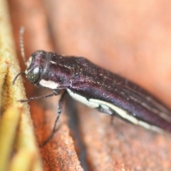 Agrilus hypoleucus (Hypoleucus jewel beetle) at Red Hill, ACT - 11 Oct 2018 by Harrisi