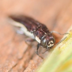 Agrilus hypoleucus at Red Hill, ACT - 11 Oct 2018 10:37 PM