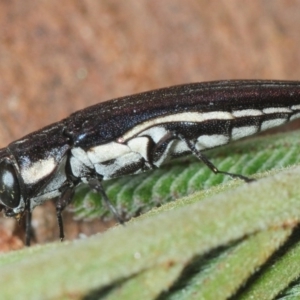 Agrilus hypoleucus at Red Hill, ACT - 11 Oct 2018