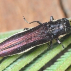 Agrilus hypoleucus at Red Hill, ACT - 11 Oct 2018 10:37 PM