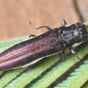 Agrilus hypoleucus at Red Hill, ACT - 11 Oct 2018