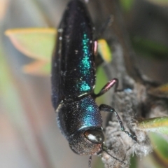 Melobasis thoracica (A jewel beetle) at Aranda Bushland - 11 Oct 2018 by Harrisi