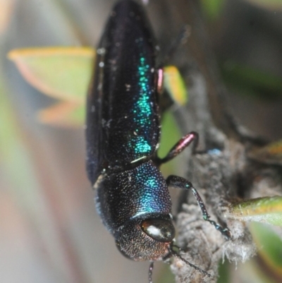 Melobasis thoracica (A jewel beetle) at Aranda Bushland - 11 Oct 2018 by Harrisi