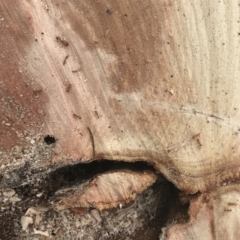 Pheidole sp. (genus) (Seed-harvesting ant) at Lyneham, ACT - 10 Oct 2018 by MichaelMulvaney