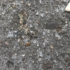 Pheidole sp. (genus) at Lyneham, ACT - 10 Oct 2018