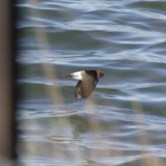 Petrochelidon ariel (Fairy Martin) at Illilanga & Baroona - 22 Sep 2018 by Illilanga