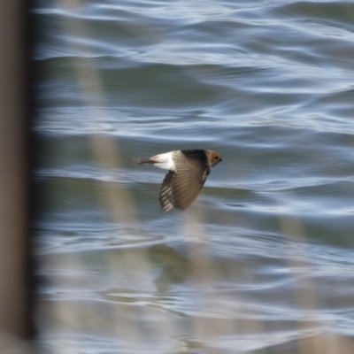 Petrochelidon ariel (Fairy Martin) at Illilanga & Baroona - 22 Sep 2018 by Illilanga