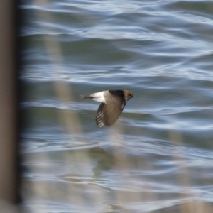 Petrochelidon ariel at Michelago, NSW - 23 Sep 2018