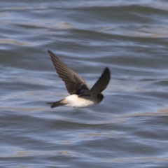 Petrochelidon ariel at Michelago, NSW - 23 Sep 2018