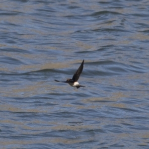 Petrochelidon ariel at Michelago, NSW - 23 Sep 2018 09:28 AM