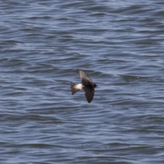 Petrochelidon ariel at Michelago, NSW - 23 Sep 2018