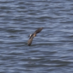 Petrochelidon ariel at Michelago, NSW - 23 Sep 2018 09:28 AM