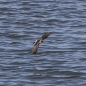 Petrochelidon ariel at Michelago, NSW - 23 Sep 2018