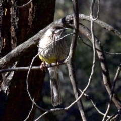 Anthochaera carunculata (Red Wattlebird) at Mount Ainslie - 1 Sep 2018 by jb2602